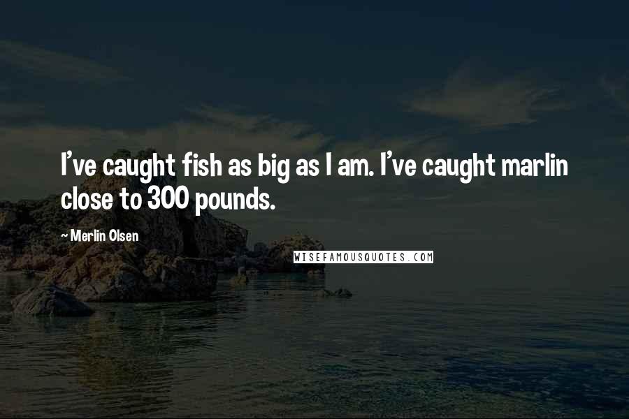 Merlin Olsen Quotes: I've caught fish as big as I am. I've caught marlin close to 300 pounds.