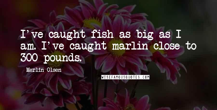 Merlin Olsen Quotes: I've caught fish as big as I am. I've caught marlin close to 300 pounds.