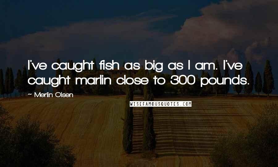 Merlin Olsen Quotes: I've caught fish as big as I am. I've caught marlin close to 300 pounds.