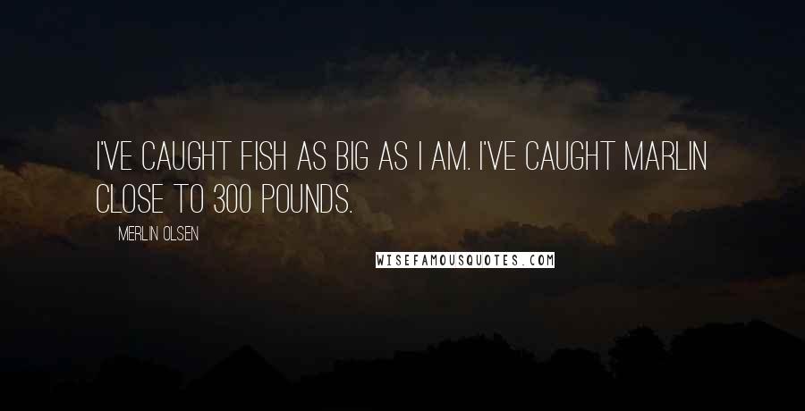 Merlin Olsen Quotes: I've caught fish as big as I am. I've caught marlin close to 300 pounds.