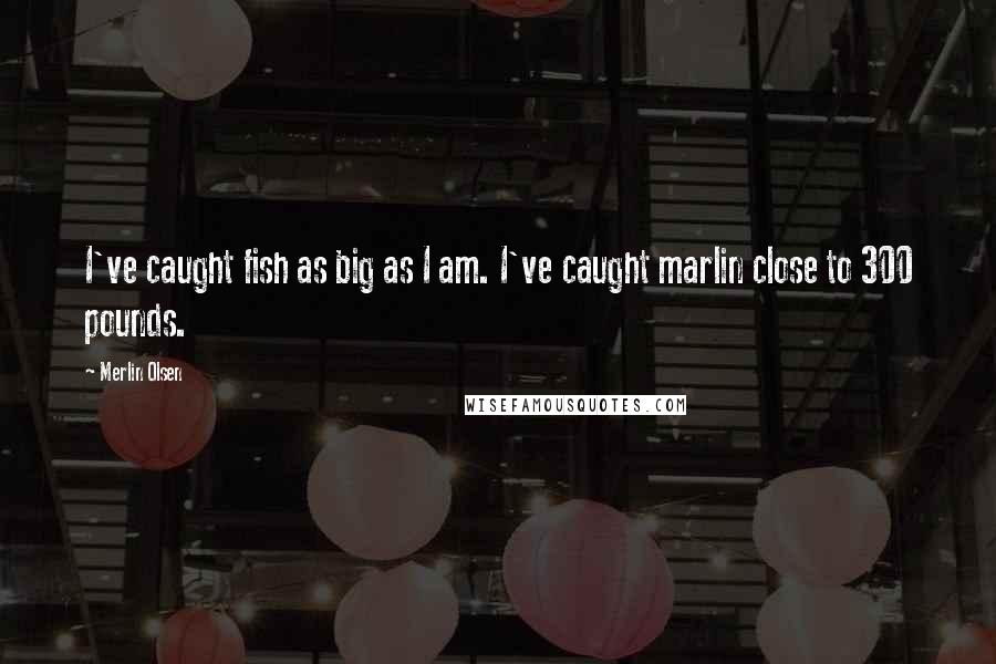 Merlin Olsen Quotes: I've caught fish as big as I am. I've caught marlin close to 300 pounds.