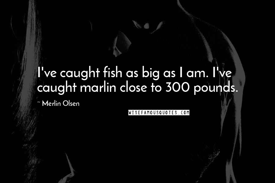 Merlin Olsen Quotes: I've caught fish as big as I am. I've caught marlin close to 300 pounds.
