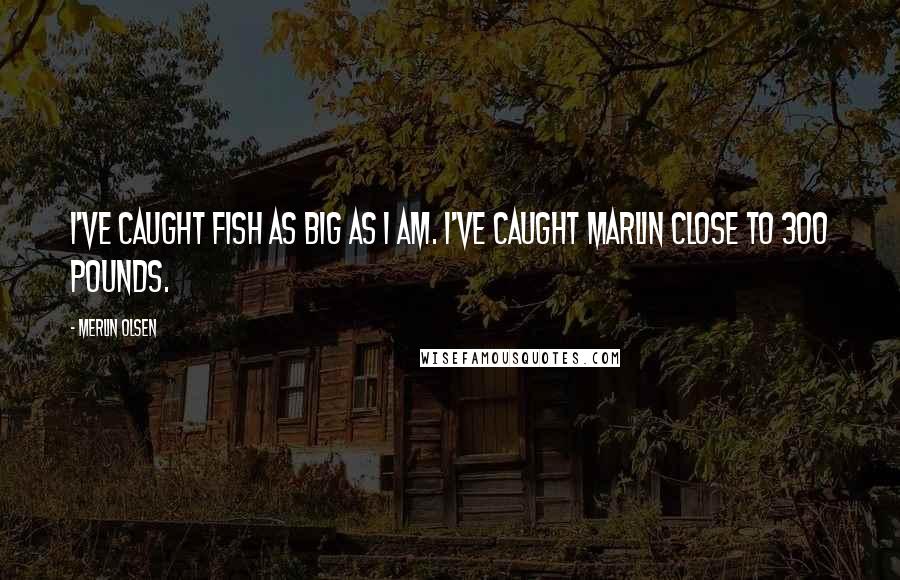 Merlin Olsen Quotes: I've caught fish as big as I am. I've caught marlin close to 300 pounds.