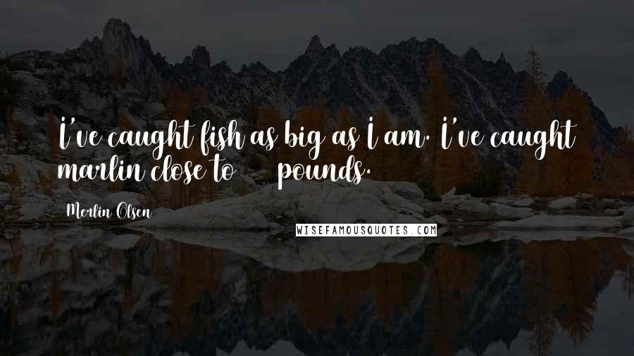 Merlin Olsen Quotes: I've caught fish as big as I am. I've caught marlin close to 300 pounds.