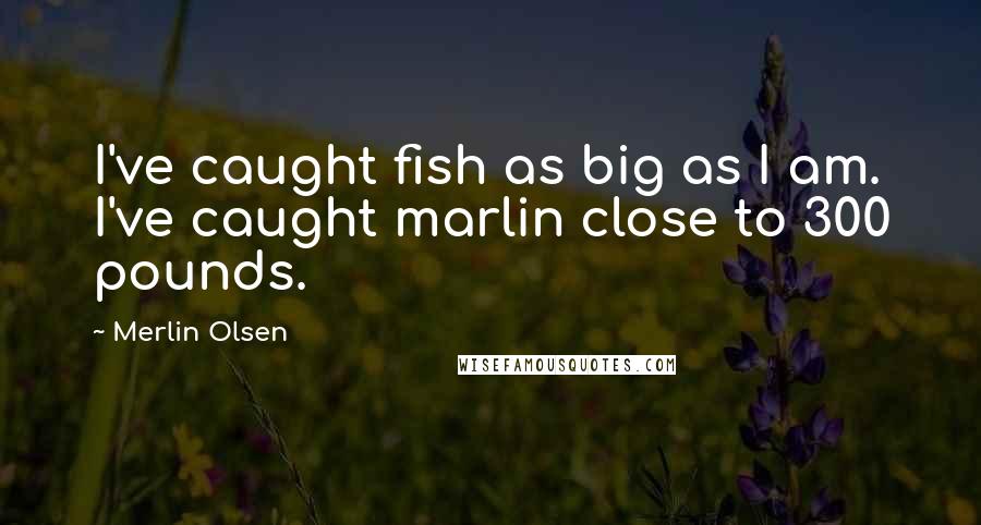 Merlin Olsen Quotes: I've caught fish as big as I am. I've caught marlin close to 300 pounds.