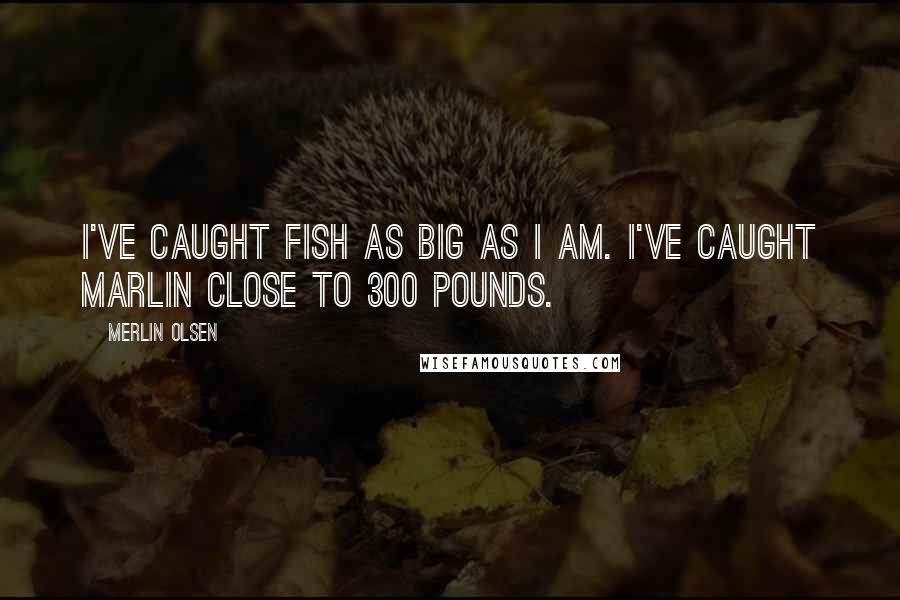 Merlin Olsen Quotes: I've caught fish as big as I am. I've caught marlin close to 300 pounds.