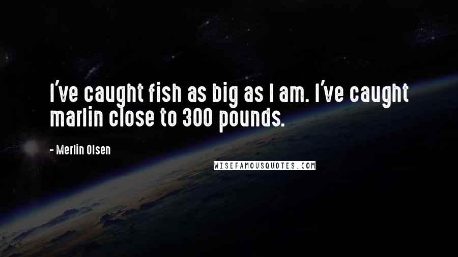 Merlin Olsen Quotes: I've caught fish as big as I am. I've caught marlin close to 300 pounds.