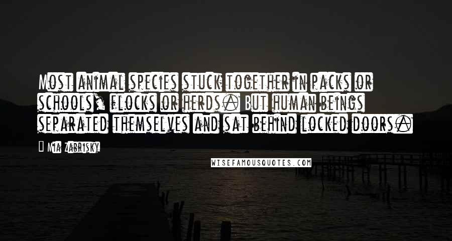 Mia Zabrisky Quotes: Most animal species stuck together in packs or schools, flocks or herds. But human beings separated themselves and sat behind locked doors.