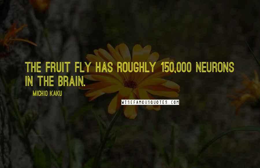 Michio Kaku Quotes: The fruit fly has roughly 150,000 neurons in the brain.