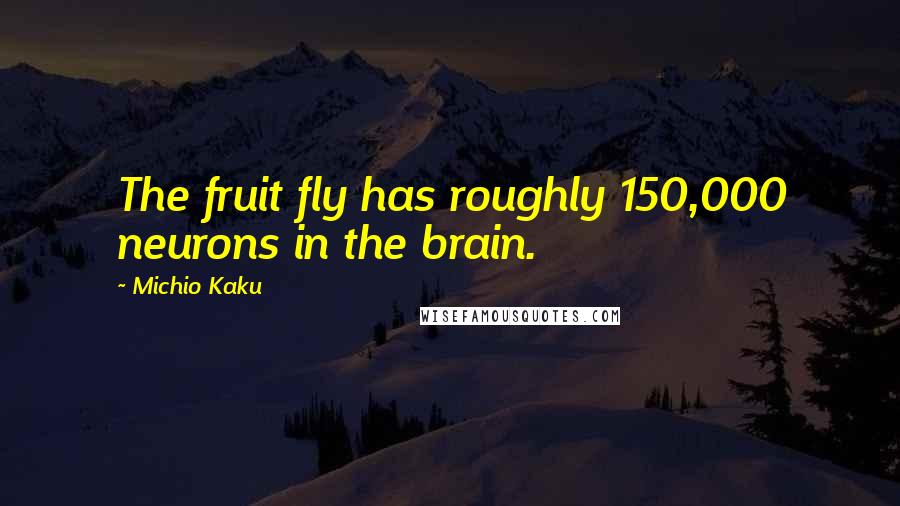 Michio Kaku Quotes: The fruit fly has roughly 150,000 neurons in the brain.