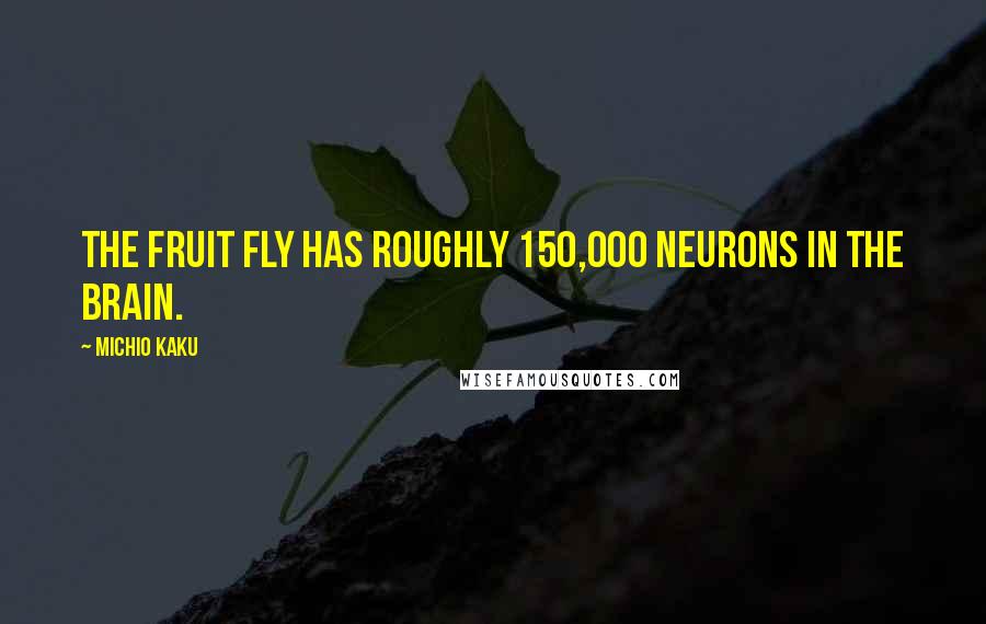 Michio Kaku Quotes: The fruit fly has roughly 150,000 neurons in the brain.