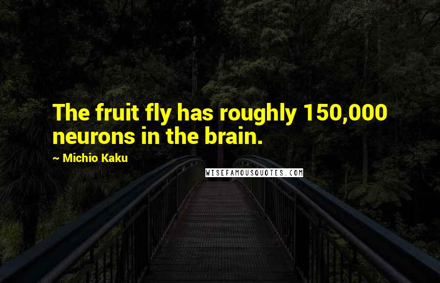 Michio Kaku Quotes: The fruit fly has roughly 150,000 neurons in the brain.