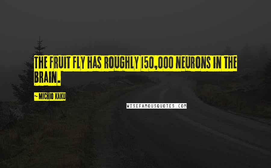 Michio Kaku Quotes: The fruit fly has roughly 150,000 neurons in the brain.