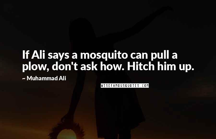 Muhammad Ali Quotes: If Ali says a mosquito can pull a plow, don't ask how. Hitch him up.