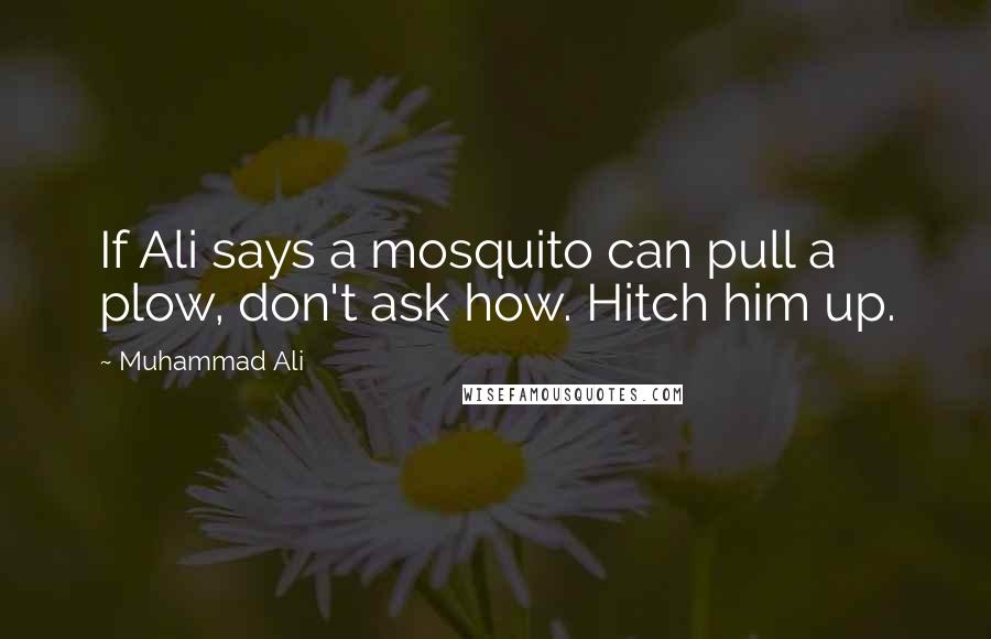 Muhammad Ali Quotes: If Ali says a mosquito can pull a plow, don't ask how. Hitch him up.