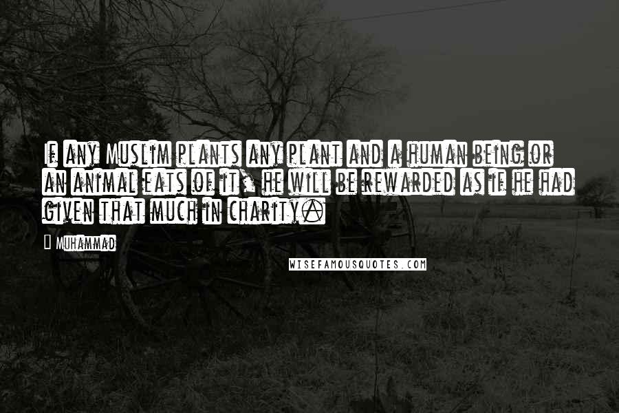 Muhammad Quotes: If any Muslim plants any plant and a human being or an animal eats of it, he will be rewarded as if he had given that much in charity.