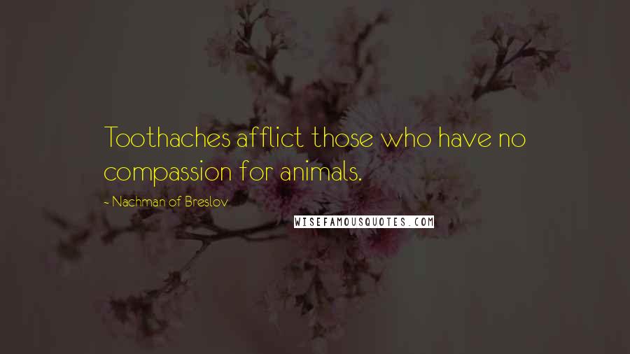 Nachman Of Breslov Quotes: Toothaches afflict those who have no compassion for animals.