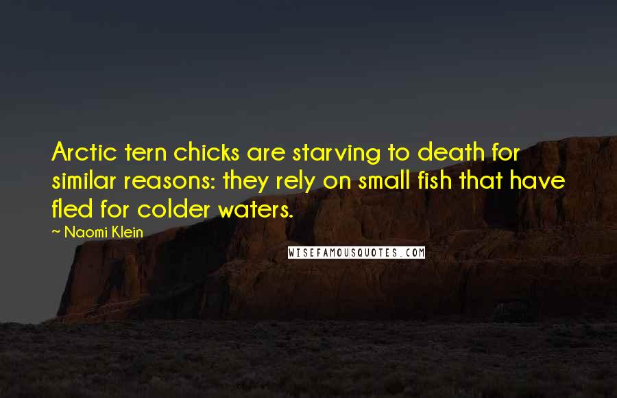 Naomi Klein Quotes: Arctic tern chicks are starving to death for similar reasons: they rely on small fish that have fled for colder waters.