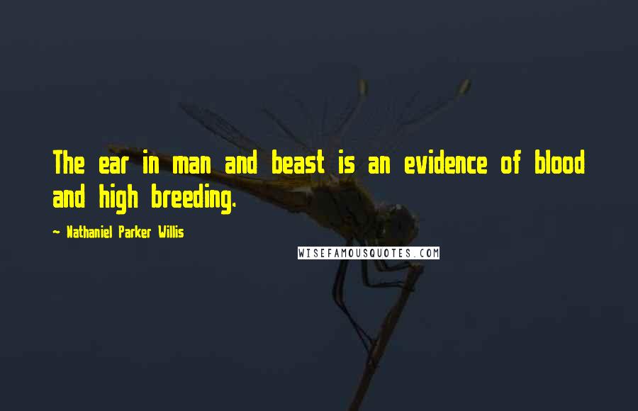 Nathaniel Parker Willis Quotes: The ear in man and beast is an evidence of blood and high breeding.