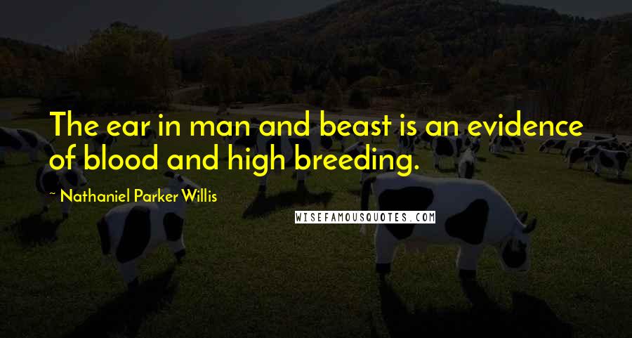 Nathaniel Parker Willis Quotes: The ear in man and beast is an evidence of blood and high breeding.