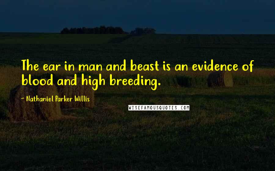 Nathaniel Parker Willis Quotes: The ear in man and beast is an evidence of blood and high breeding.