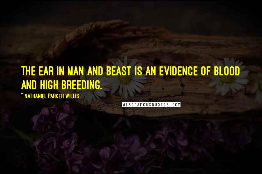 Nathaniel Parker Willis Quotes: The ear in man and beast is an evidence of blood and high breeding.