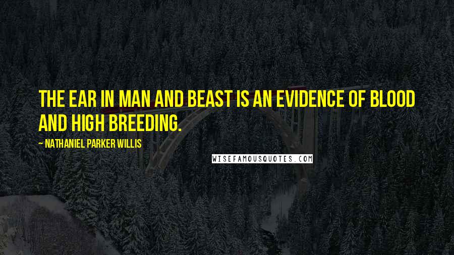 Nathaniel Parker Willis Quotes: The ear in man and beast is an evidence of blood and high breeding.