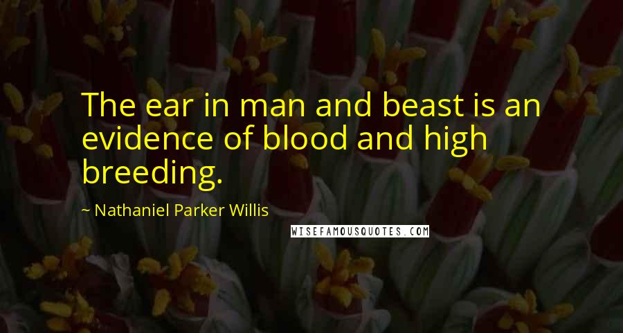 Nathaniel Parker Willis Quotes: The ear in man and beast is an evidence of blood and high breeding.