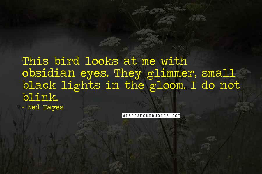 Ned Hayes Quotes: This bird looks at me with obsidian eyes. They glimmer, small black lights in the gloom. I do not blink.