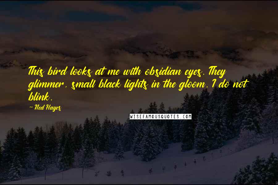 Ned Hayes Quotes: This bird looks at me with obsidian eyes. They glimmer, small black lights in the gloom. I do not blink.