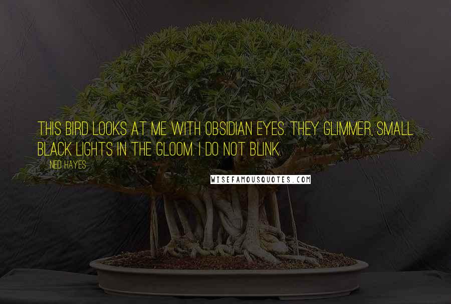 Ned Hayes Quotes: This bird looks at me with obsidian eyes. They glimmer, small black lights in the gloom. I do not blink.