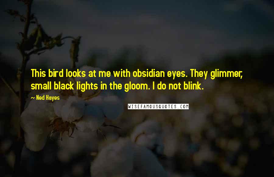 Ned Hayes Quotes: This bird looks at me with obsidian eyes. They glimmer, small black lights in the gloom. I do not blink.