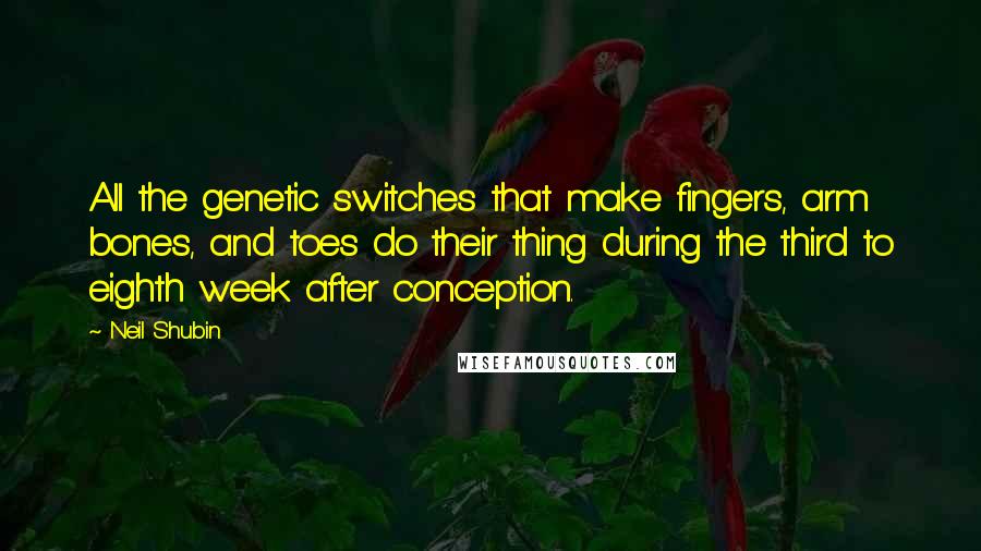 Neil Shubin Quotes: All the genetic switches that make fingers, arm bones, and toes do their thing during the third to eighth week after conception.