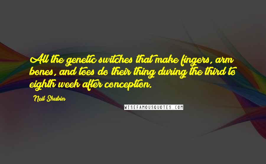 Neil Shubin Quotes: All the genetic switches that make fingers, arm bones, and toes do their thing during the third to eighth week after conception.