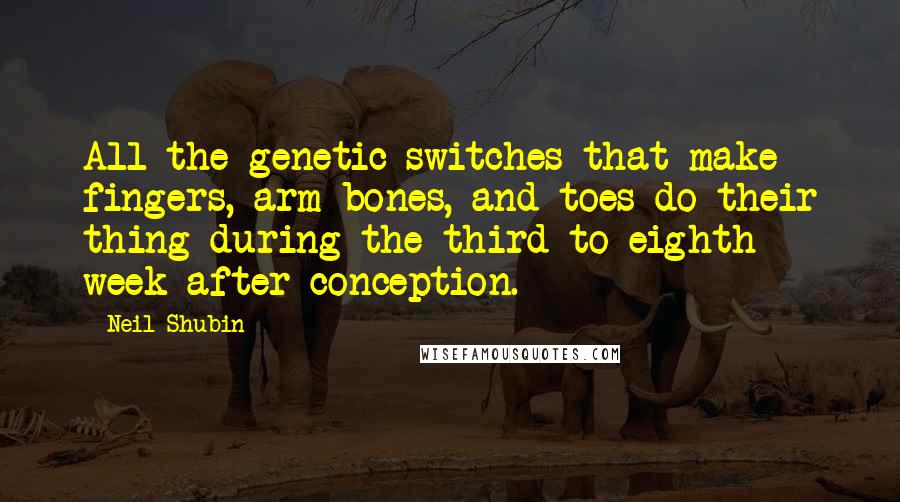 Neil Shubin Quotes: All the genetic switches that make fingers, arm bones, and toes do their thing during the third to eighth week after conception.
