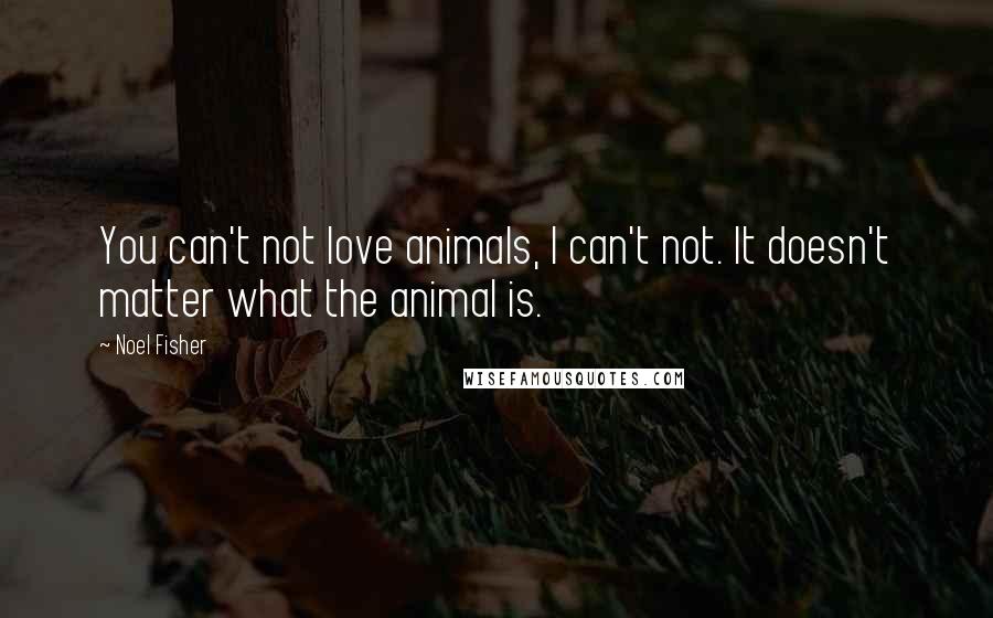 Noel Fisher Quotes: You can't not love animals, I can't not. It doesn't matter what the animal is.