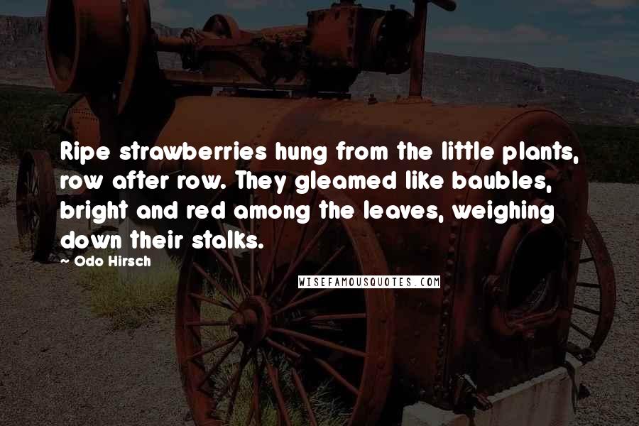 Odo Hirsch Quotes: Ripe strawberries hung from the little plants, row after row. They gleamed like baubles, bright and red among the leaves, weighing down their stalks.