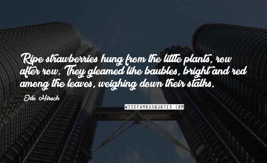 Odo Hirsch Quotes: Ripe strawberries hung from the little plants, row after row. They gleamed like baubles, bright and red among the leaves, weighing down their stalks.