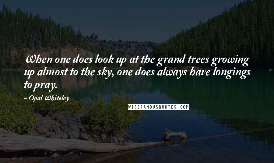 Opal Whiteley Quotes: When one does look up at the grand trees growing up almost to the sky, one does always have longings to pray.