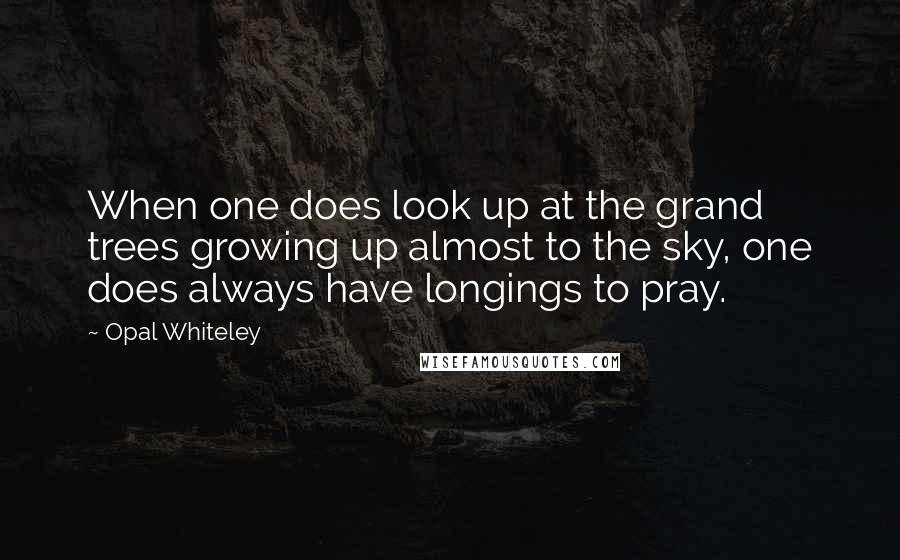 Opal Whiteley Quotes: When one does look up at the grand trees growing up almost to the sky, one does always have longings to pray.