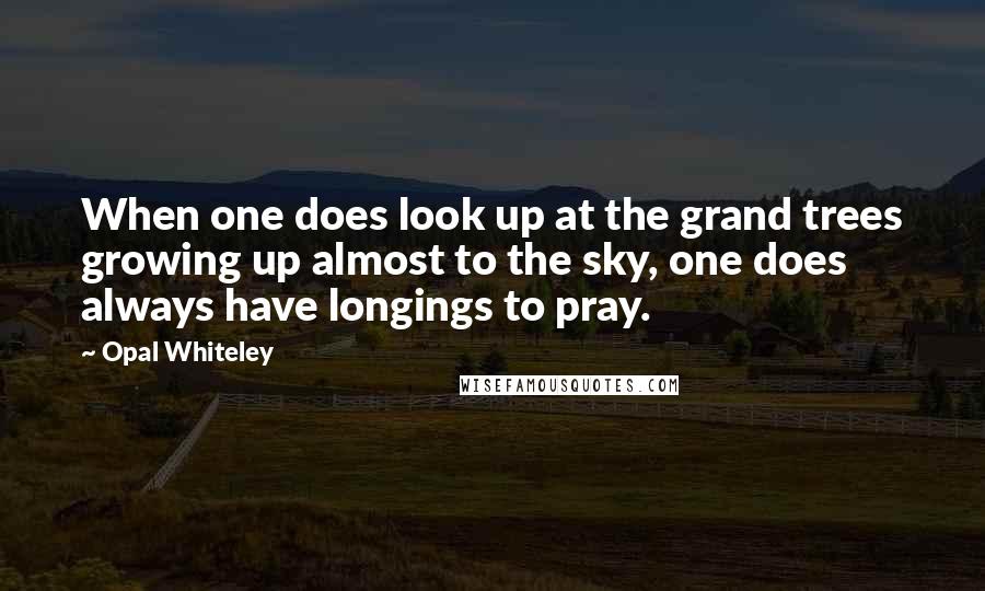 Opal Whiteley Quotes: When one does look up at the grand trees growing up almost to the sky, one does always have longings to pray.