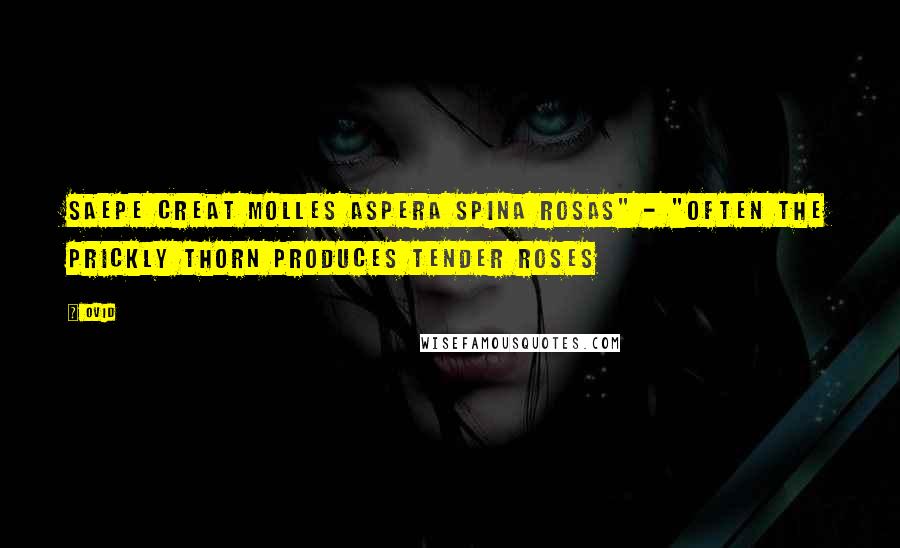 Ovid Quotes: Saepe creat molles aspera spina rosas" - "Often the prickly thorn produces tender roses