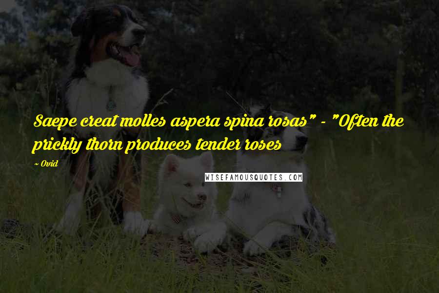 Ovid Quotes: Saepe creat molles aspera spina rosas" - "Often the prickly thorn produces tender roses