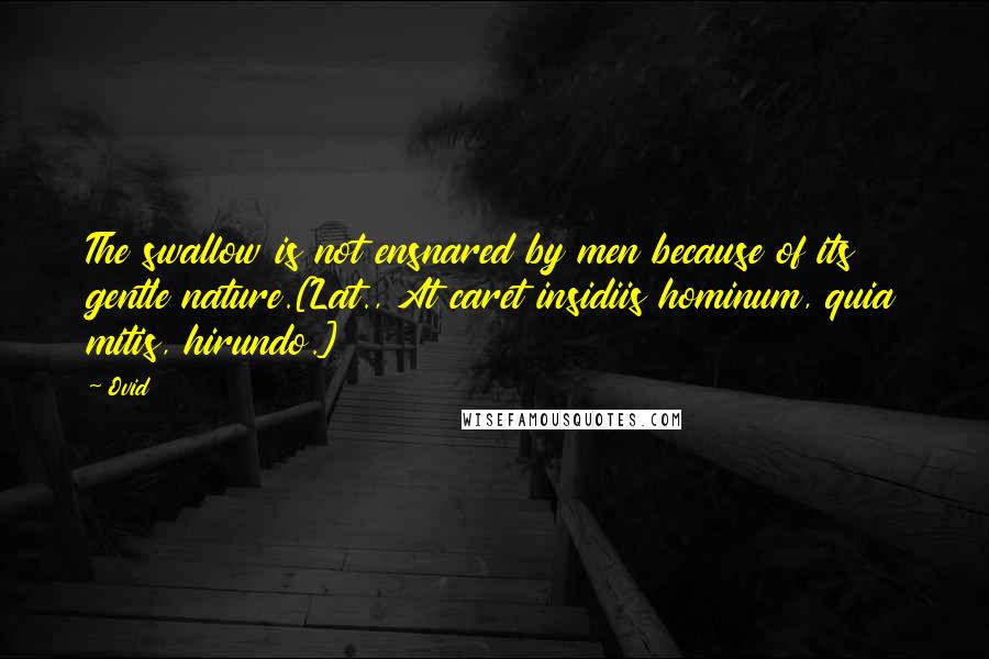 Ovid Quotes: The swallow is not ensnared by men because of its gentle nature.[Lat., At caret insidiis hominum, quia mitis, hirundo.]