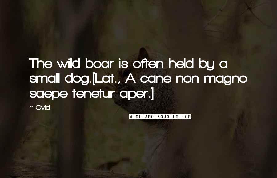 Ovid Quotes: The wild boar is often held by a small dog.[Lat., A cane non magno saepe tenetur aper.]