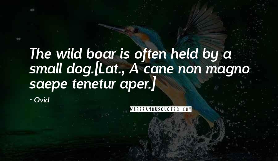 Ovid Quotes: The wild boar is often held by a small dog.[Lat., A cane non magno saepe tenetur aper.]