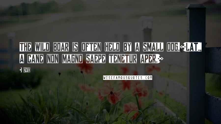 Ovid Quotes: The wild boar is often held by a small dog.[Lat., A cane non magno saepe tenetur aper.]