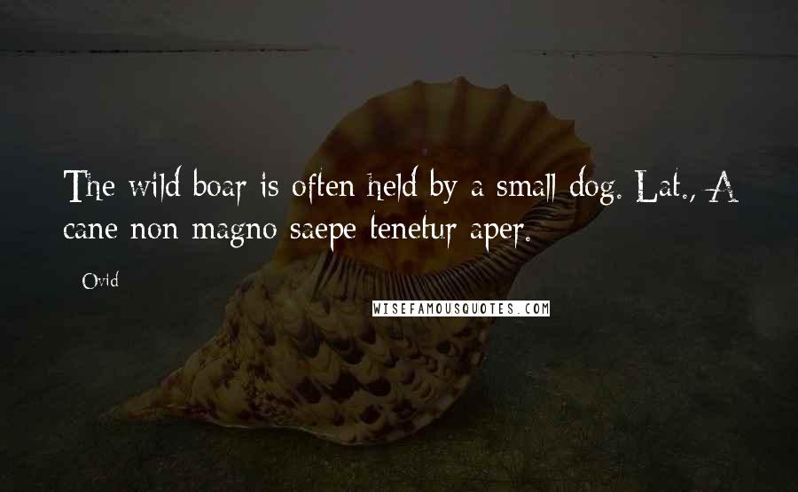 Ovid Quotes: The wild boar is often held by a small dog.[Lat., A cane non magno saepe tenetur aper.]