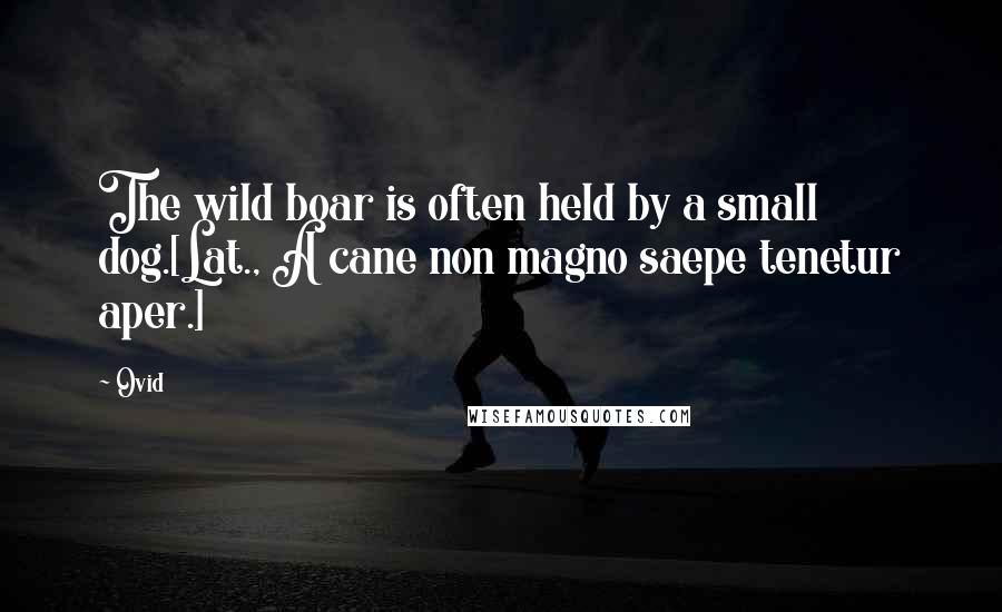 Ovid Quotes: The wild boar is often held by a small dog.[Lat., A cane non magno saepe tenetur aper.]