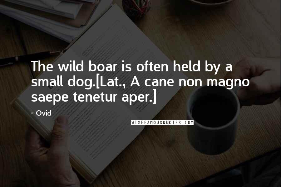 Ovid Quotes: The wild boar is often held by a small dog.[Lat., A cane non magno saepe tenetur aper.]
